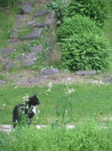 Kitty in a garden!
