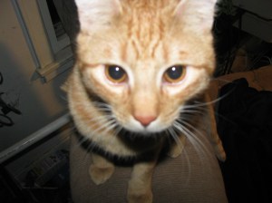 Named for Misha Collins.