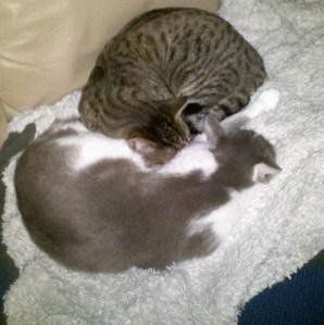 Apparently they don't usually get along this well. Awwwwww.